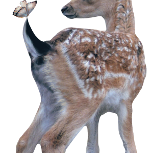 Sticky Tales | Muursticker Hertje Pien