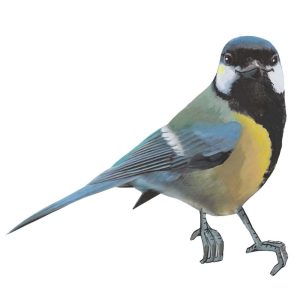 Sticky Tales | Muursticker Koolmees Kiki